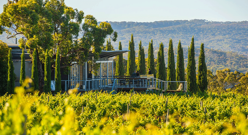 The Lane Vineyard Cellar Door and Vineyard